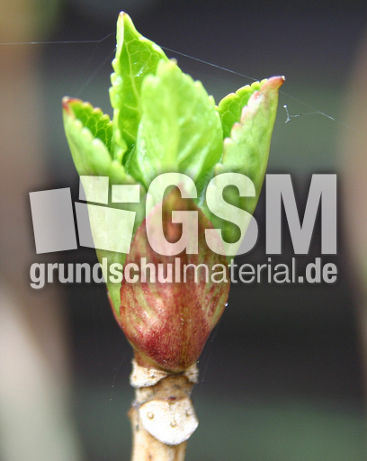 Hortensienblatt-mit Spinnweben.jpg